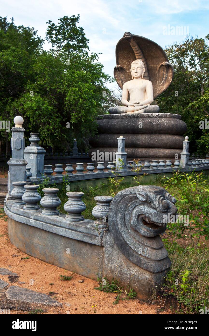La magnifique statue de Bouddha avec parapluie Cobra au temple de  Pidurangala à Sigiriya au Sri Lanka. Au premier plan se trouve une statue  de dragon Photo Stock - Alamy