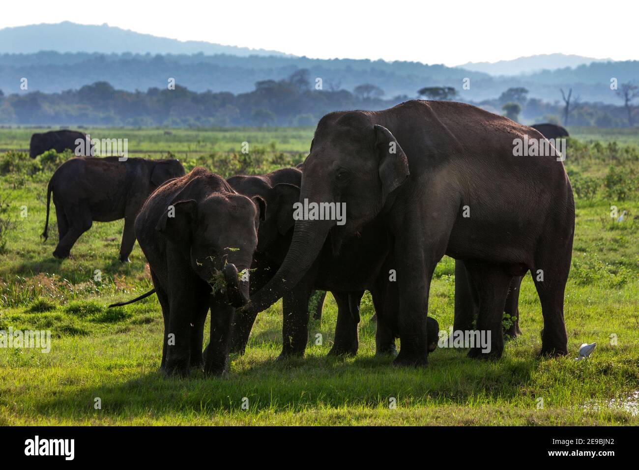 Éléphants sauvages paître dans le parc national de Kudulla en fin d'après-midi. Le parc national de Kudulla est situé à proximité de Habarana, dans le centre du Sri Lanka. Banque D'Images