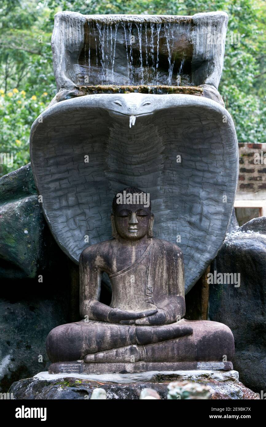 Statue d'un Bouddha assis avec parapluie Cobra à Kalpawruksha Maha  Viharaya, près de la base du pic d'Adam au Sri Lanka Photo Stock - Alamy