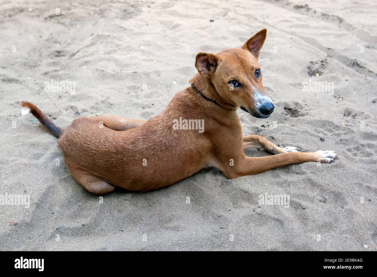 Un chien au pelage doré se trouve sur la plage de Pottuvil, sur la côte est du Sri Lanka. Banque D'Images