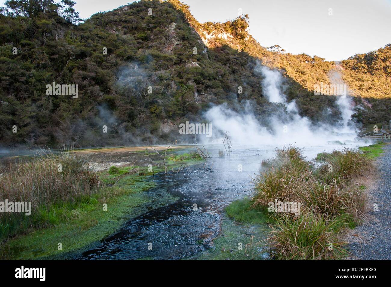 Les terrasses de Warbrick dans la vallée du Rift, vallée volcanique de Waimangu, Rotorua, Nouvelle-Zélande. Cratère à parois ouvertes avec vapeur sortant de la piscine de source chaude Banque D'Images