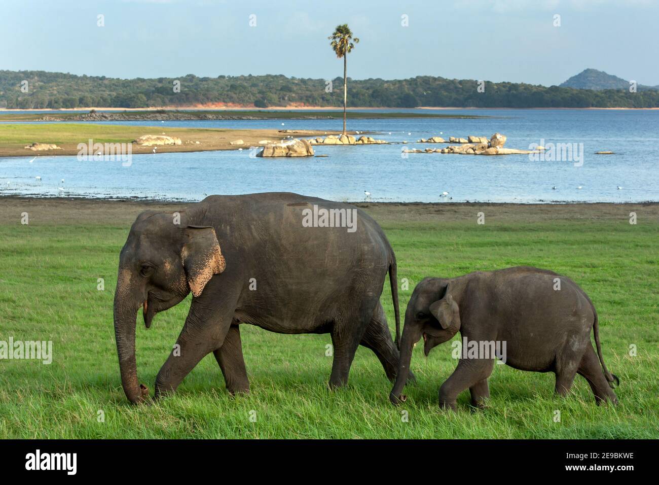 En fin d'après-midi, un éléphant et un veau se broutent à côté du réservoir ou du réservoir artificiel du parc national de Méneriya, près de Habarana, au Sri Lanka. Banque D'Images