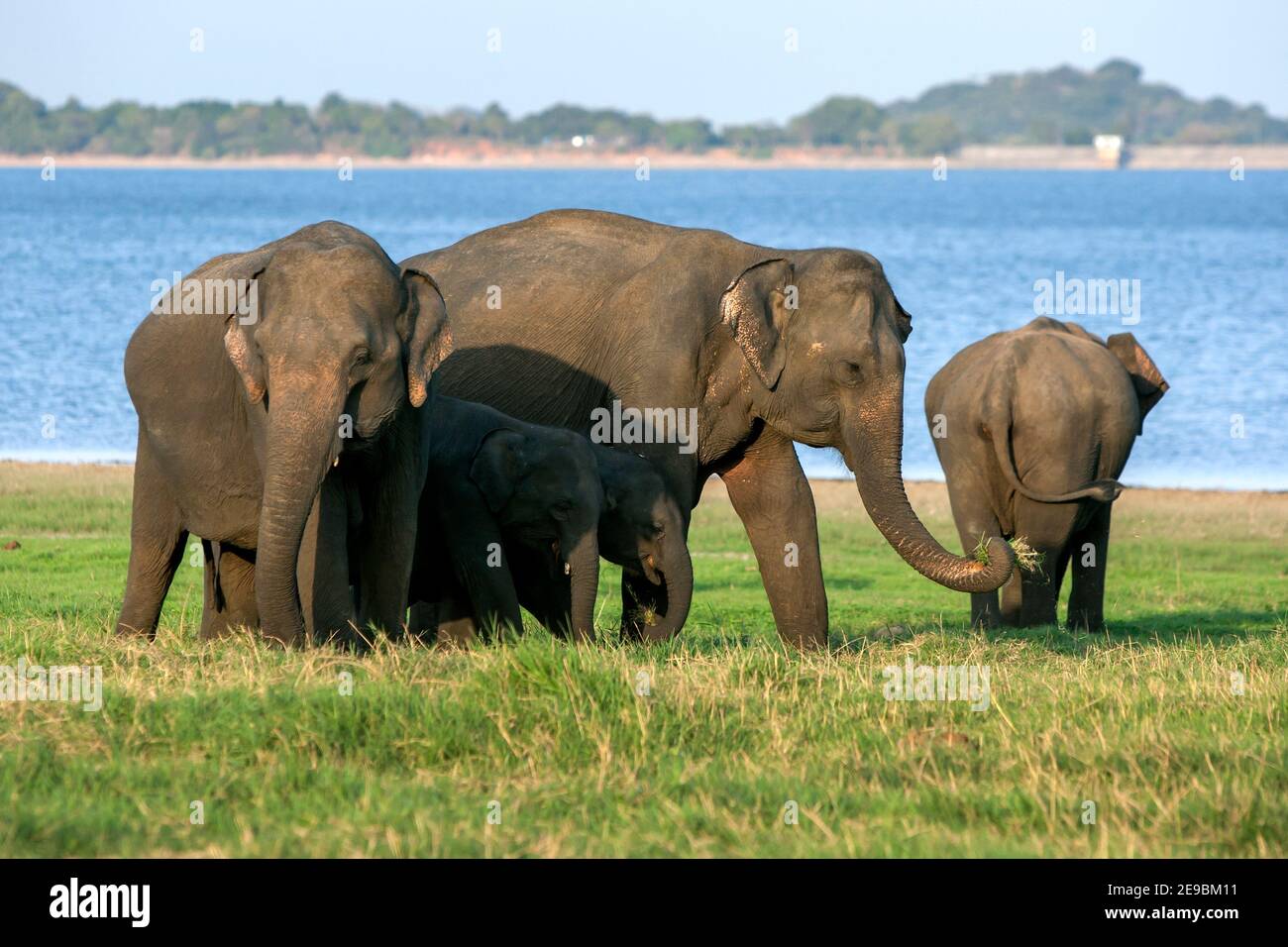 MINNERIYA, SRI LANKA - 08 AOÛT 2016 : les éléphants et les veaux se broutent à côté du réservoir ou du réservoir artificiel du parc national de Minneriya à la fin Banque D'Images