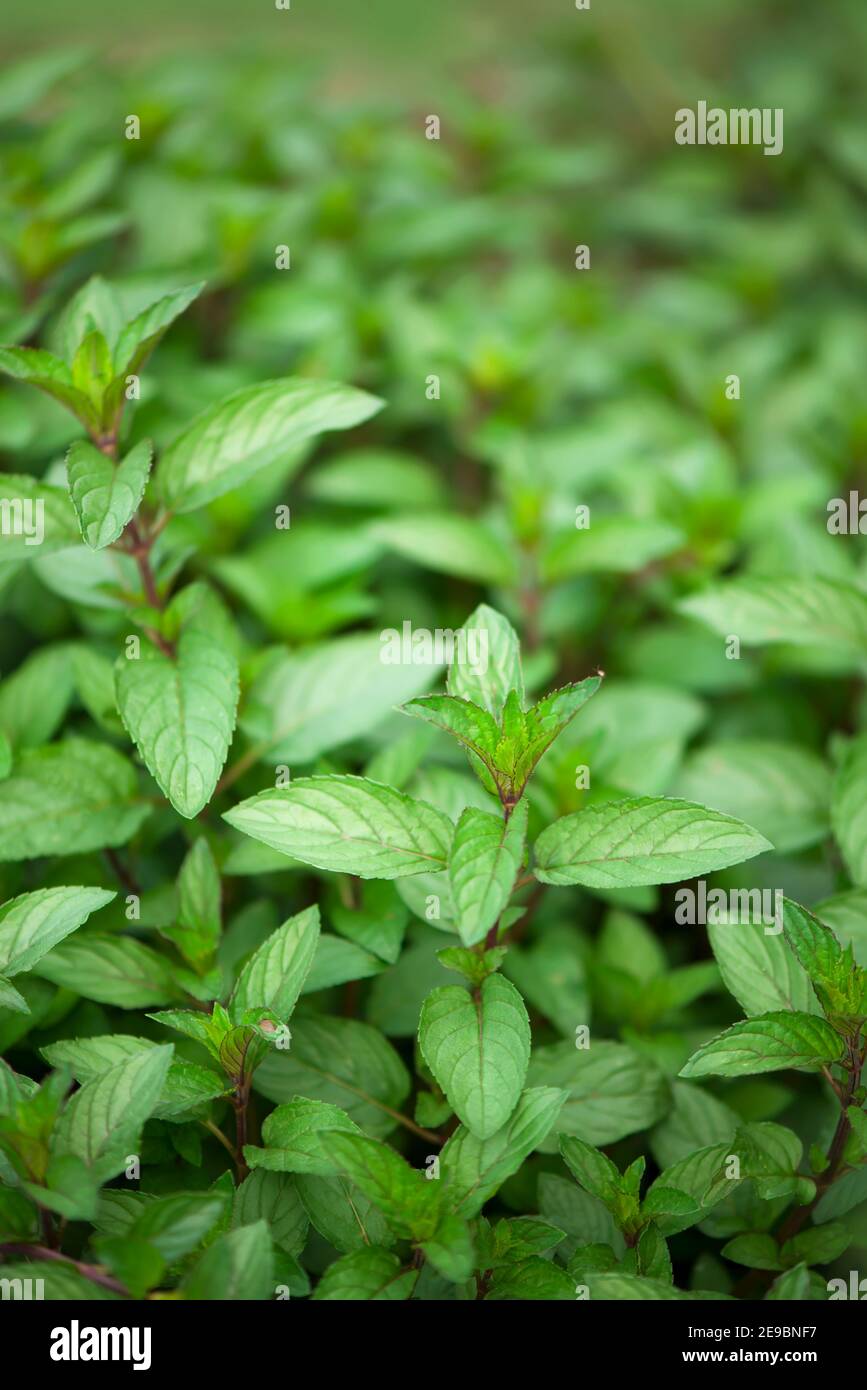 Plante menthe croître à potager Banque D'Images