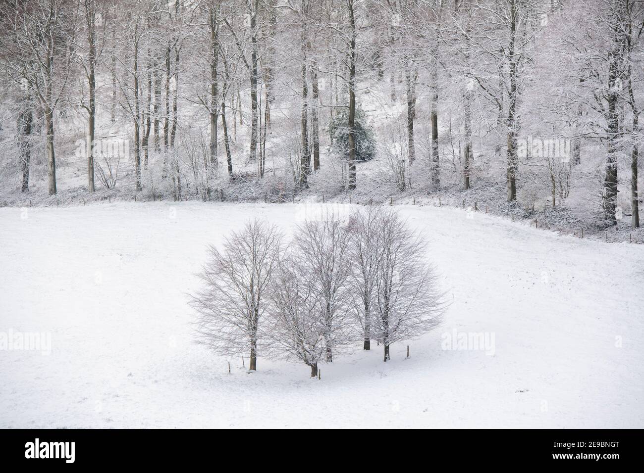 En janvier, dans la campagne des cotswolds, des arbres et des champs ont été enneigés. Lower Coscombe, Cotswolds, Gloucestershire, Angleterre Banque D'Images