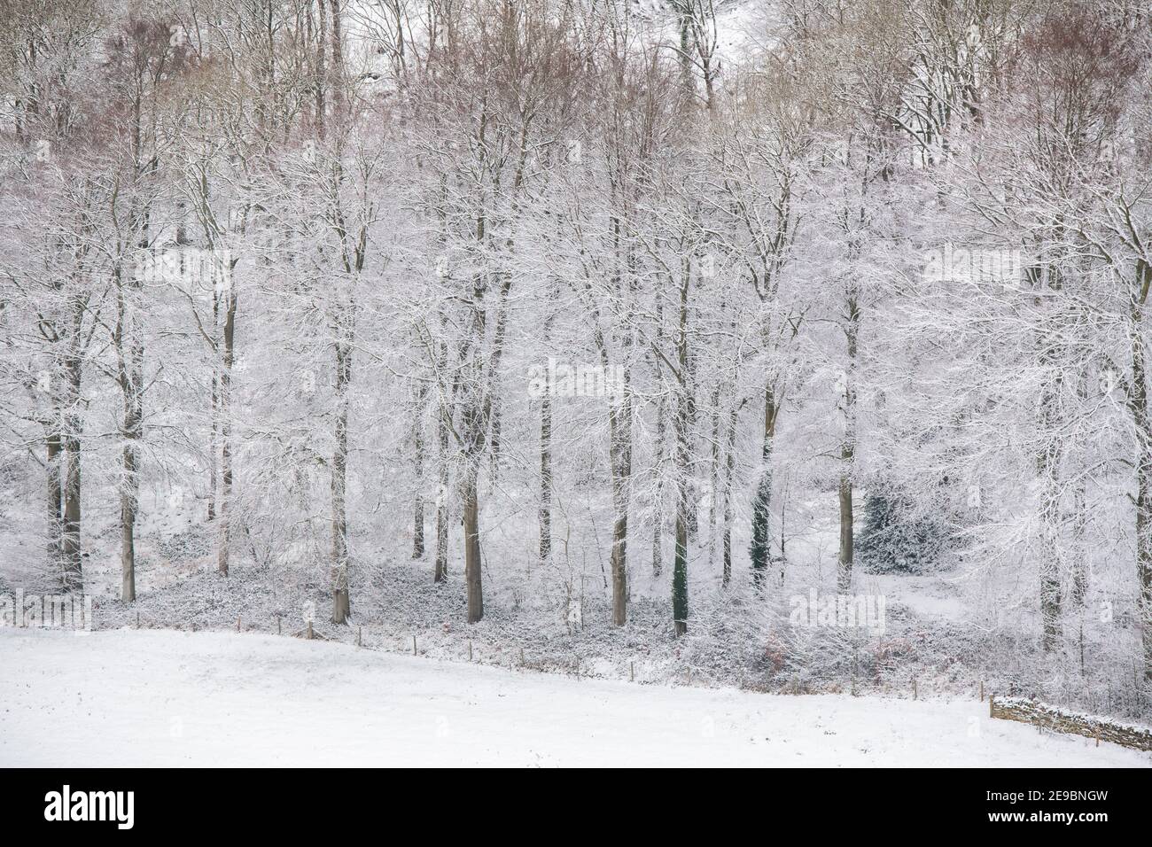 En janvier, dans la campagne des cotswolds, des arbres et des champs ont été enneigés. Lower Coscombe, Cotswolds, Gloucestershire, Angleterre Banque D'Images