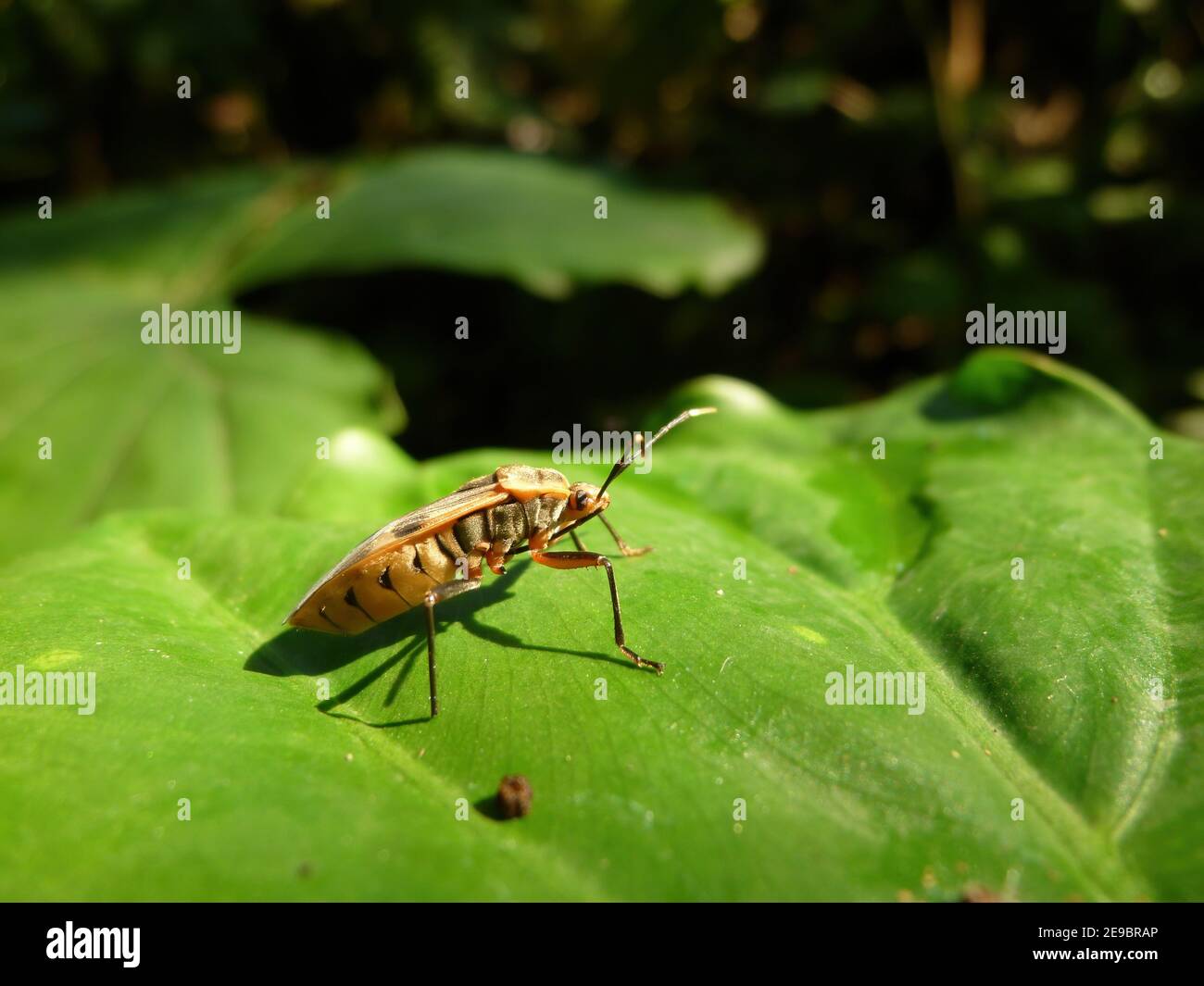 Gros plan sur True bugs à Taipei, Taïwan Banque D'Images