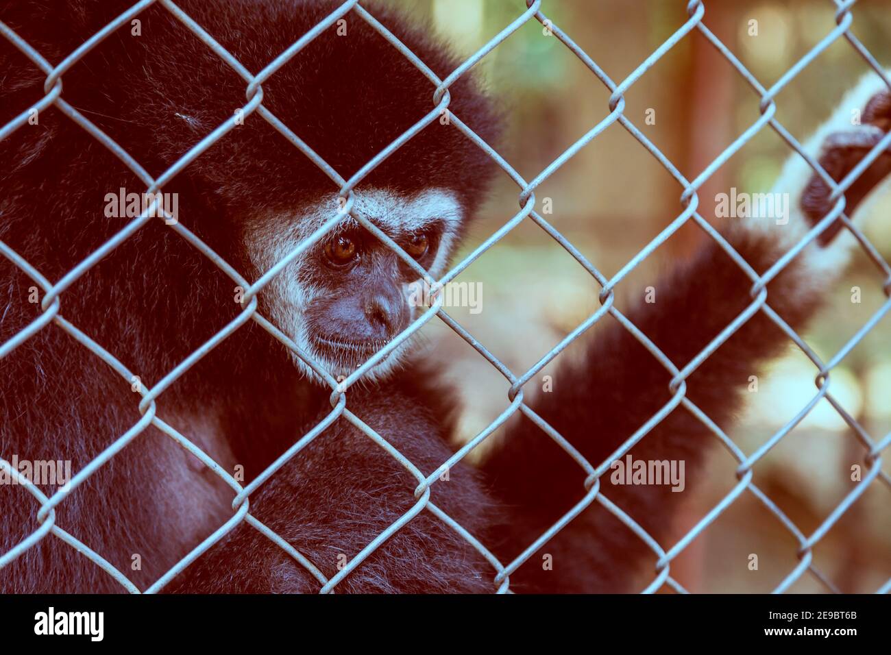 Expression malheureuse gibbon en cage Banque D'Images