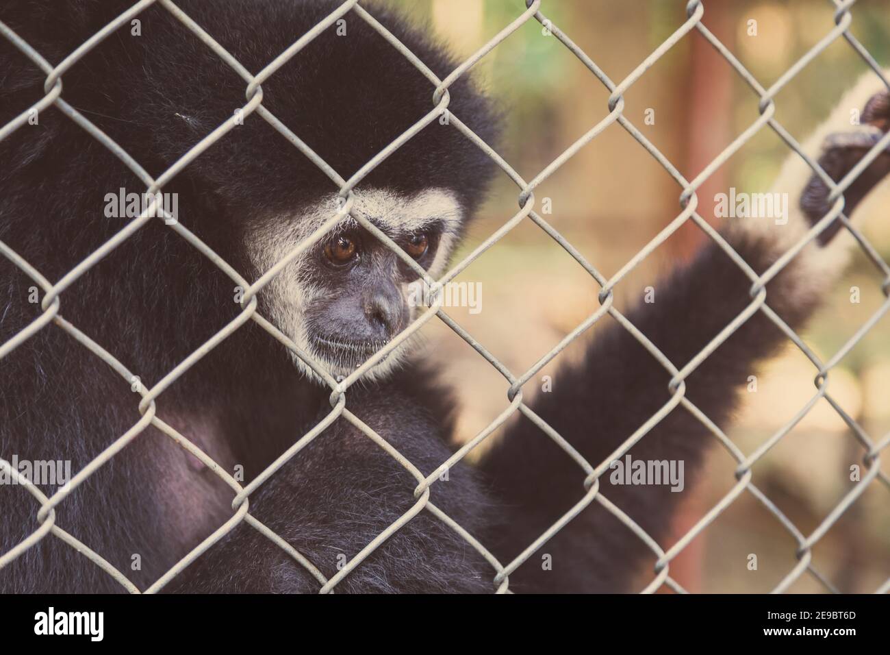 Expression malheureuse gibbon en cage Banque D'Images