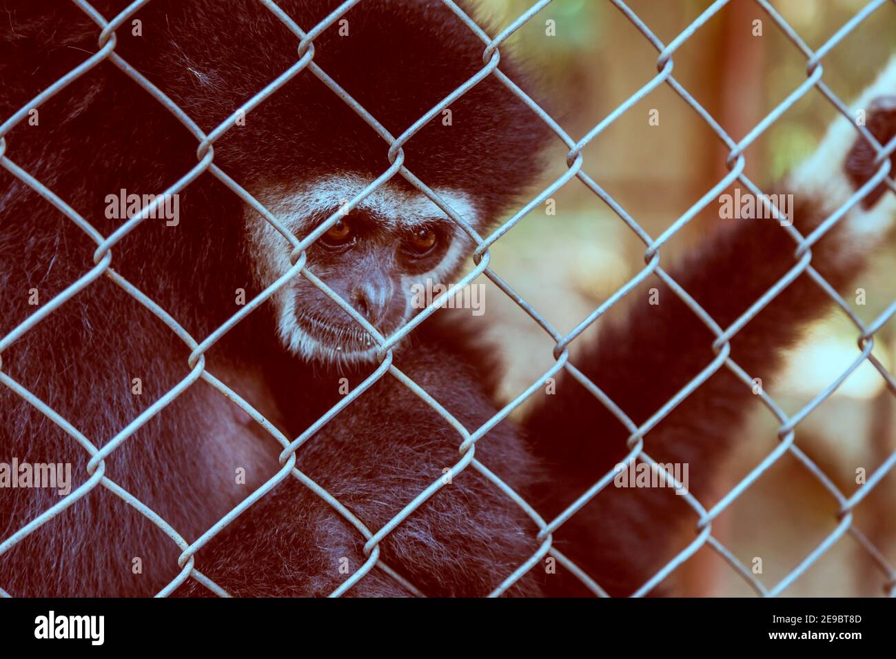 Expression malheureuse gibbon en cage Banque D'Images