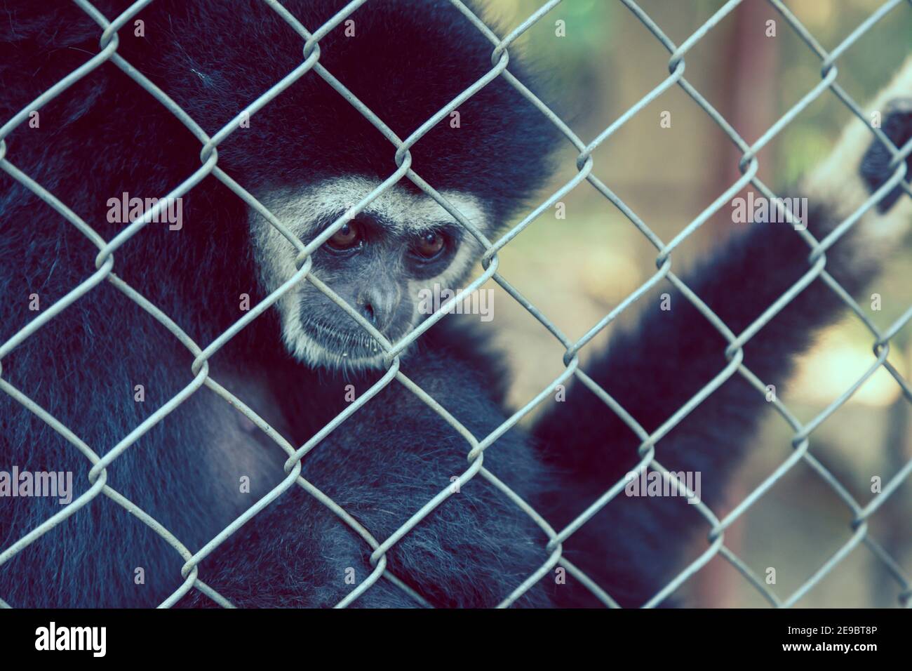 Expression malheureuse gibbon en cage Banque D'Images