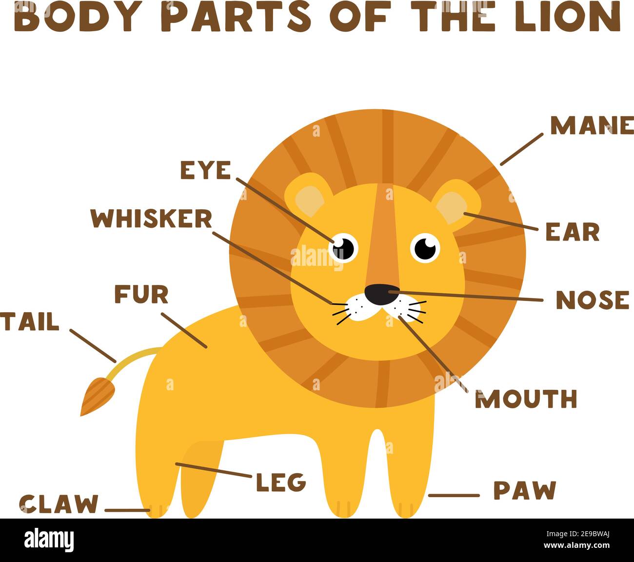 Parties du corps du lion. Anatomie des animaux en anglais pour les enfants. Apprentissage de mots. Illustration de Vecteur