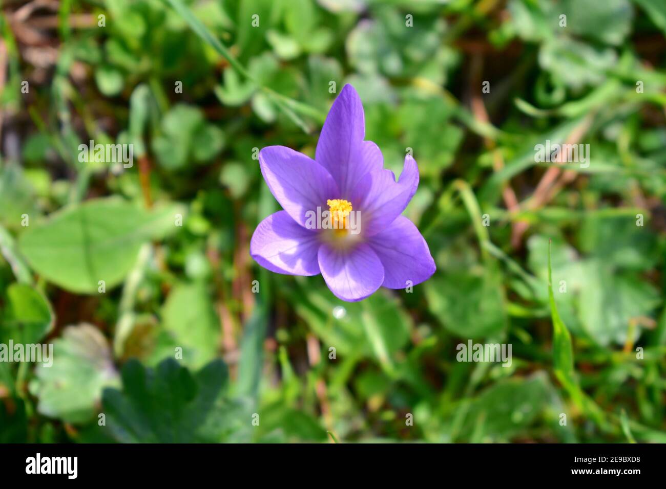 Fleur violette et orange gros plan sur fond de feuilles vertes. Crocus Nudiflorus floraison d'automne. Banque D'Images