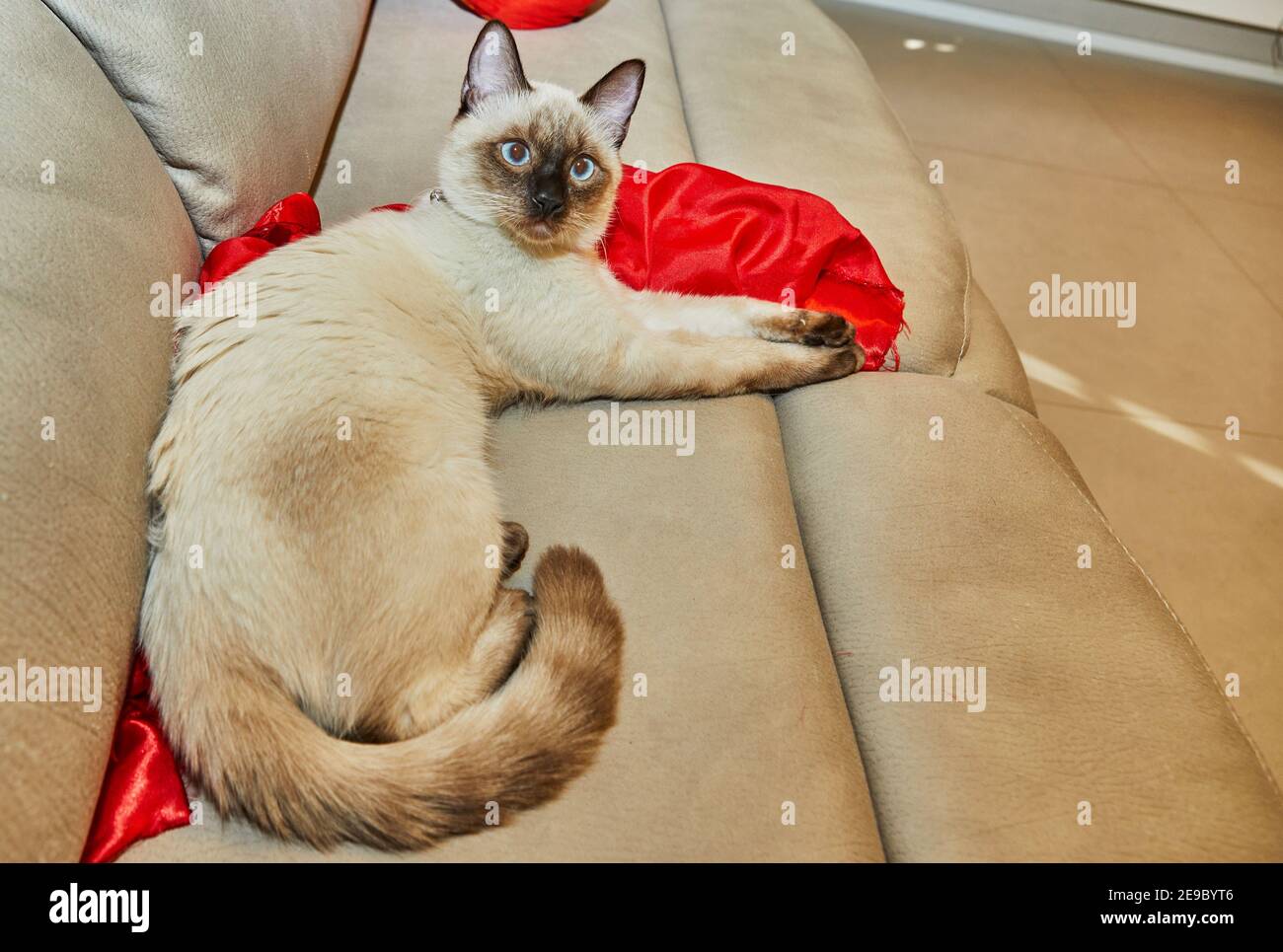 Siamese joli chaton se trouve sur le canapé à la maison Banque D'Images
