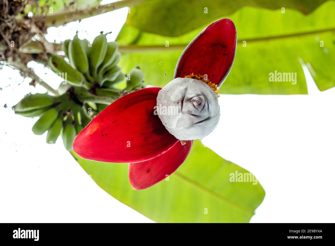 Fleurs et feuilles de banane et de banane crues sur fond blanc Banque D'Images