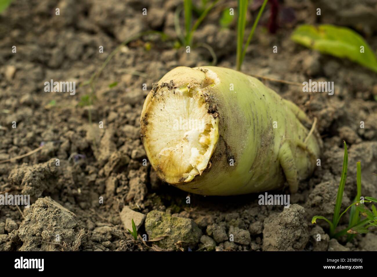 Les radis ou Mula ou le radis blanc ne sont pas exactement le les légumes les plus populaires dans le monde Banque D'Images