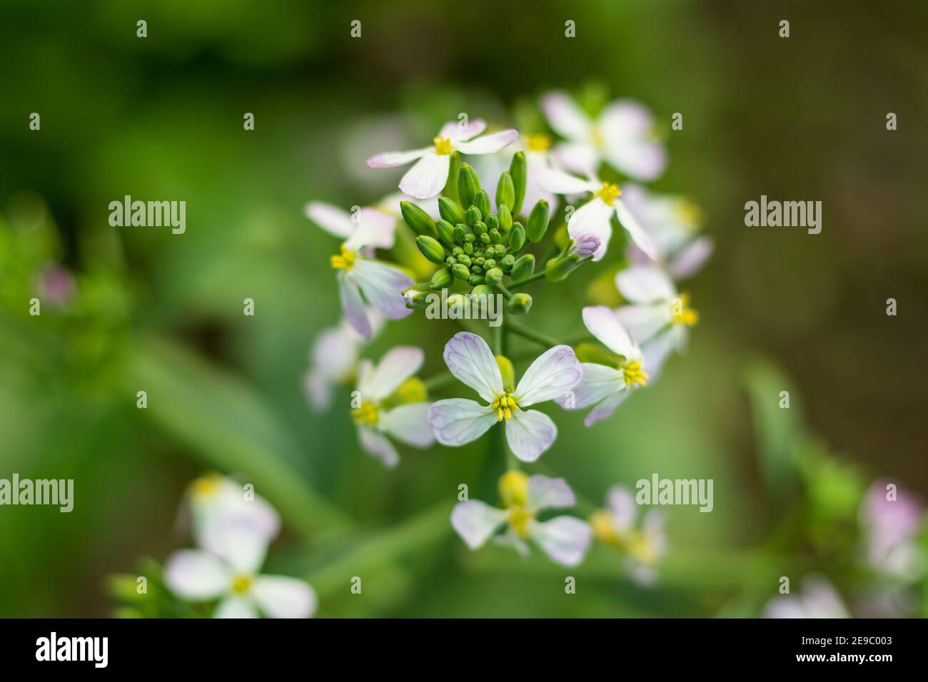 Racine légume que le radis blanc est un qui a domestiqué En Europe Banque D'Images