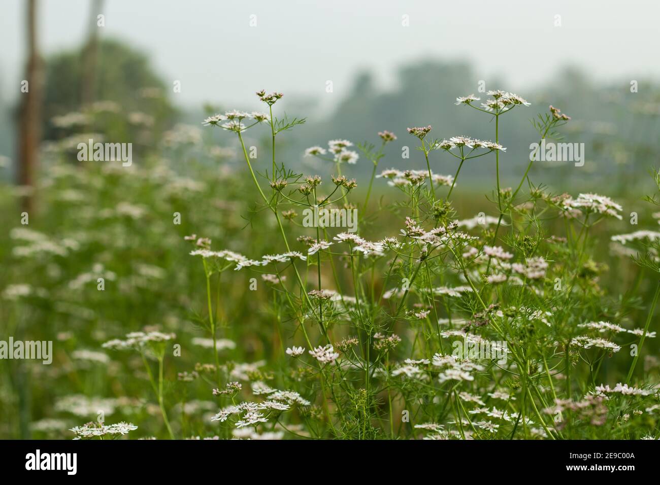 Les fleurs de coriandre sont portées en petits ombeaux, blancs ou très rose pâle, asymétriques, avec les pétales Banque D'Images