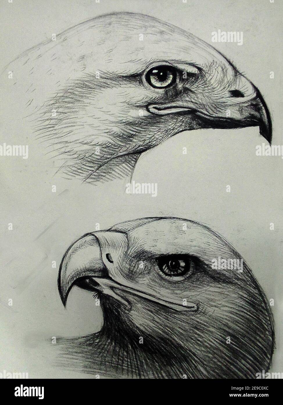 Dessin d'art Fine art aigle Birds de Thaïlande Banque D'Images