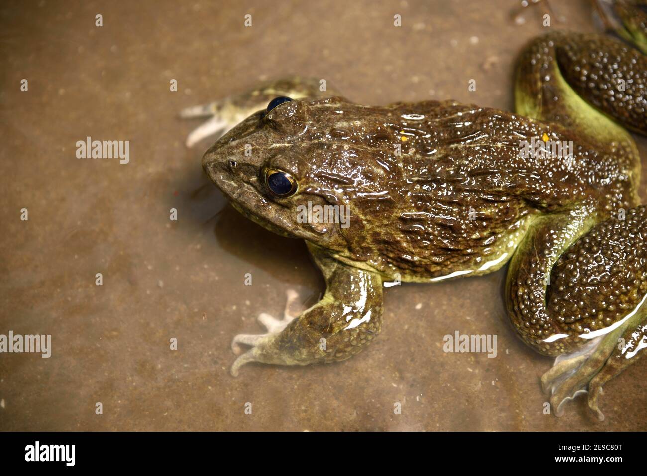Grenouille dans l'eau ou l'étang, gros plan. Banque D'Images