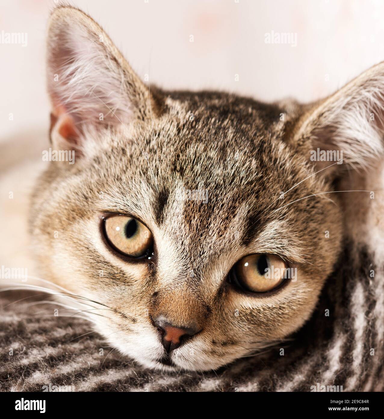 Le Jeune Chillas Britannique Pur Sang Repose Pied Et Repose Chat Gros Plan Photo Stock Alamy
