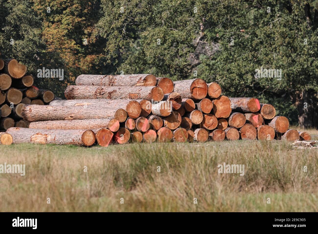 Grumes de bois et piles d'arbres et de troncs d'arbres abattus, gestion forestière et forestière en Allemagne Banque D'Images