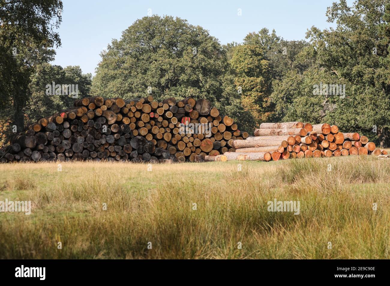 Grumes de bois et piles d'arbres et de troncs d'arbres abattus, gestion forestière et forestière en Allemagne Banque D'Images