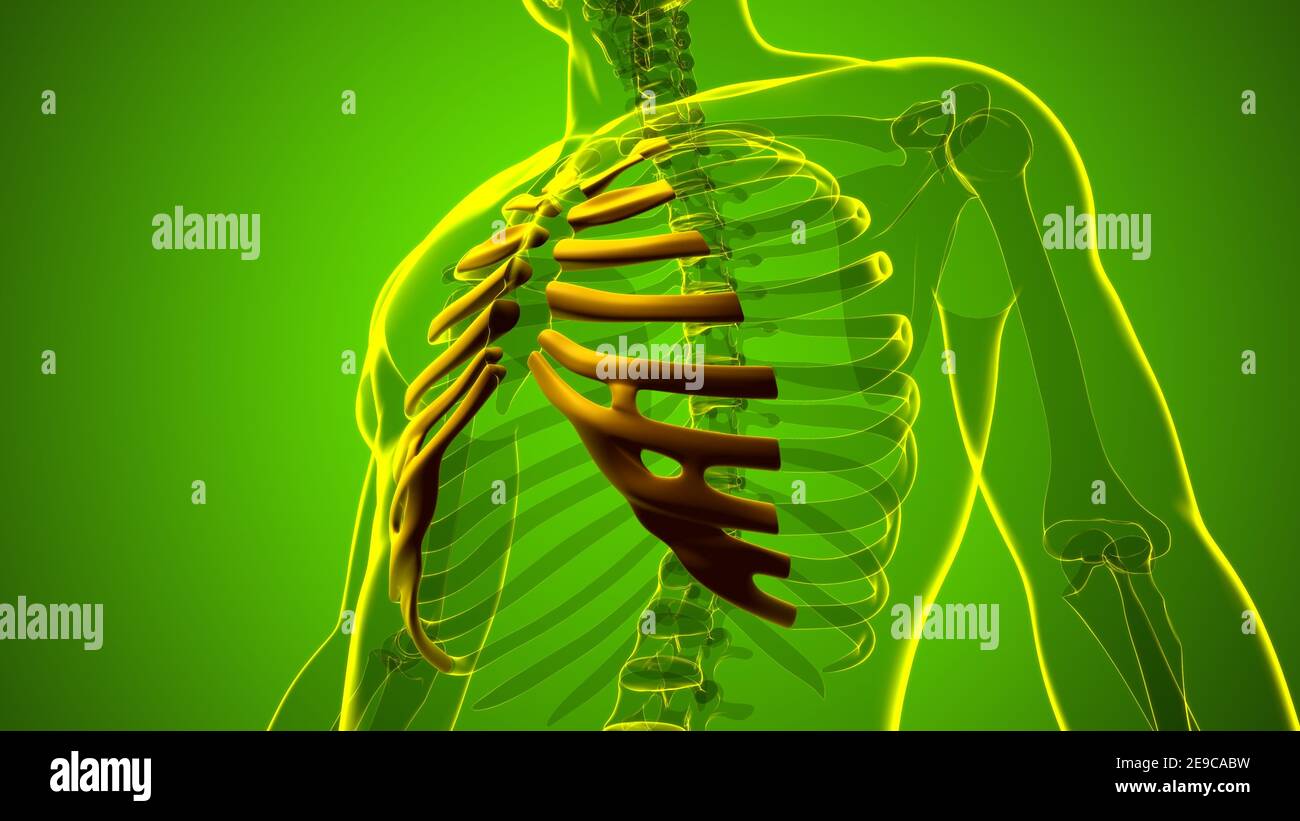 Anatomie du squelette humain cartilage de type Costal 3D Rendering for Medical concept Banque D'Images