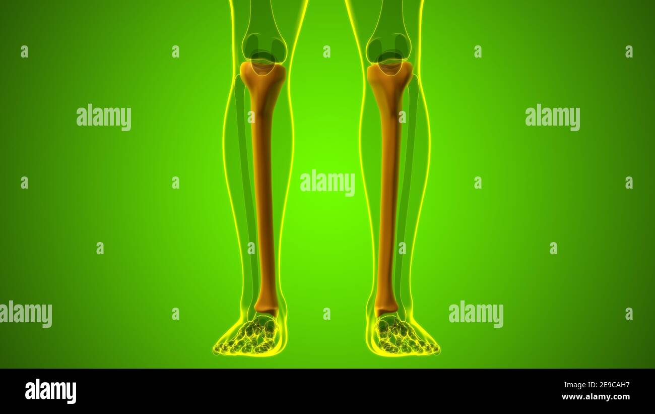 Anatomie du squelette humain Tibia Bone 3D Rendering for Medical concept Banque D'Images