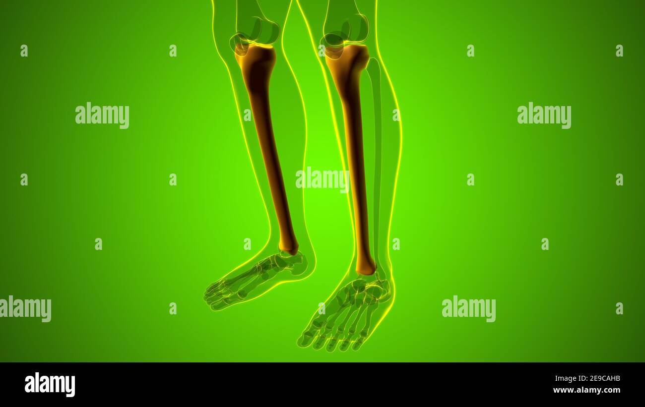 Anatomie Osseuse Du Tibia Banque d'image et photos - Alamy