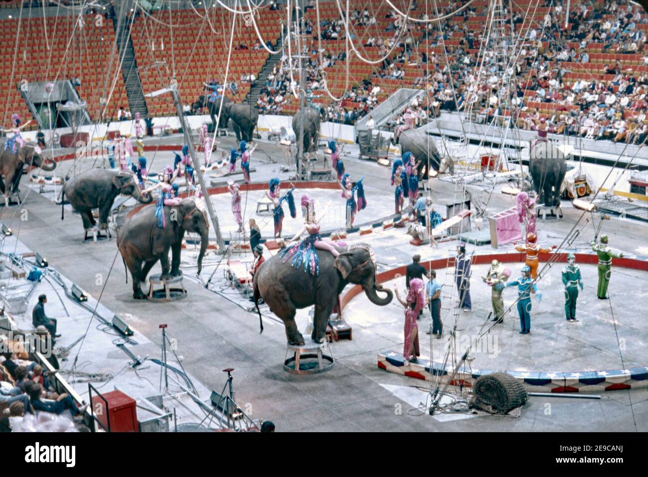 Les éléphants s'embattent dans l'arène des trois anneaux Ringling Bros et Barnum and Bailey Circus aux États-Unis en 1974. Il a été appelé «le plus grand spectacle sur Terre». Les changements dans les attitudes à l'égard de l'utilisation des animaux pour le divertissement ont signifié la retraite de jouer pour des animaux comme l'éléphant. Ringling Bros et Barnum et Bailey Circus ont commencé ce processus en 2015, lorsque la société mère du cirque, Feld Entertainment, a annoncé pour la première fois qu’elle allait se retirer progressivement de l’utilisation des éléphants de spectacle. Les éléphants se déplacent dans un tout nouveau centre de conservation en Floride en 2021. Banque D'Images