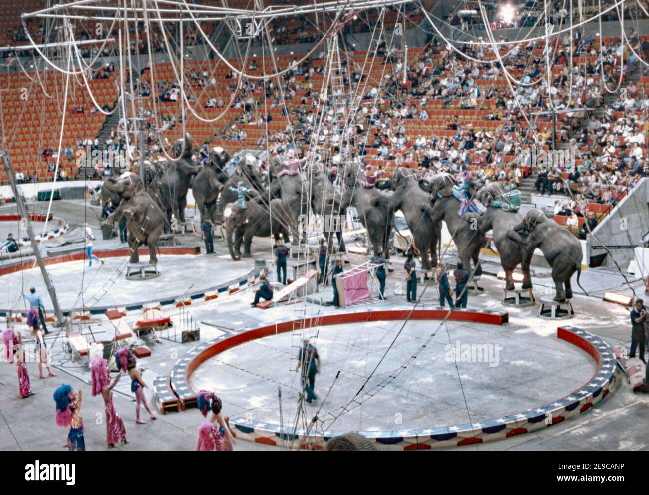 Les éléphants s'embattent dans l'arène des trois anneaux Ringling Bros et Barnum and Bailey Circus aux États-Unis en 1974. Il a été appelé «le plus grand spectacle sur Terre». Les changements dans les attitudes à l'égard de l'utilisation des animaux pour le divertissement ont signifié la retraite de jouer pour des animaux comme l'éléphant. Ringling Bros et Barnum et Bailey Circus ont commencé ce processus en 2015, lorsque la société mère du cirque, Feld Entertainment, a annoncé pour la première fois qu’elle allait se retirer progressivement de l’utilisation des éléphants de spectacle. Les éléphants se déplacent dans un tout nouveau centre de conservation en Floride en 2021. Banque D'Images