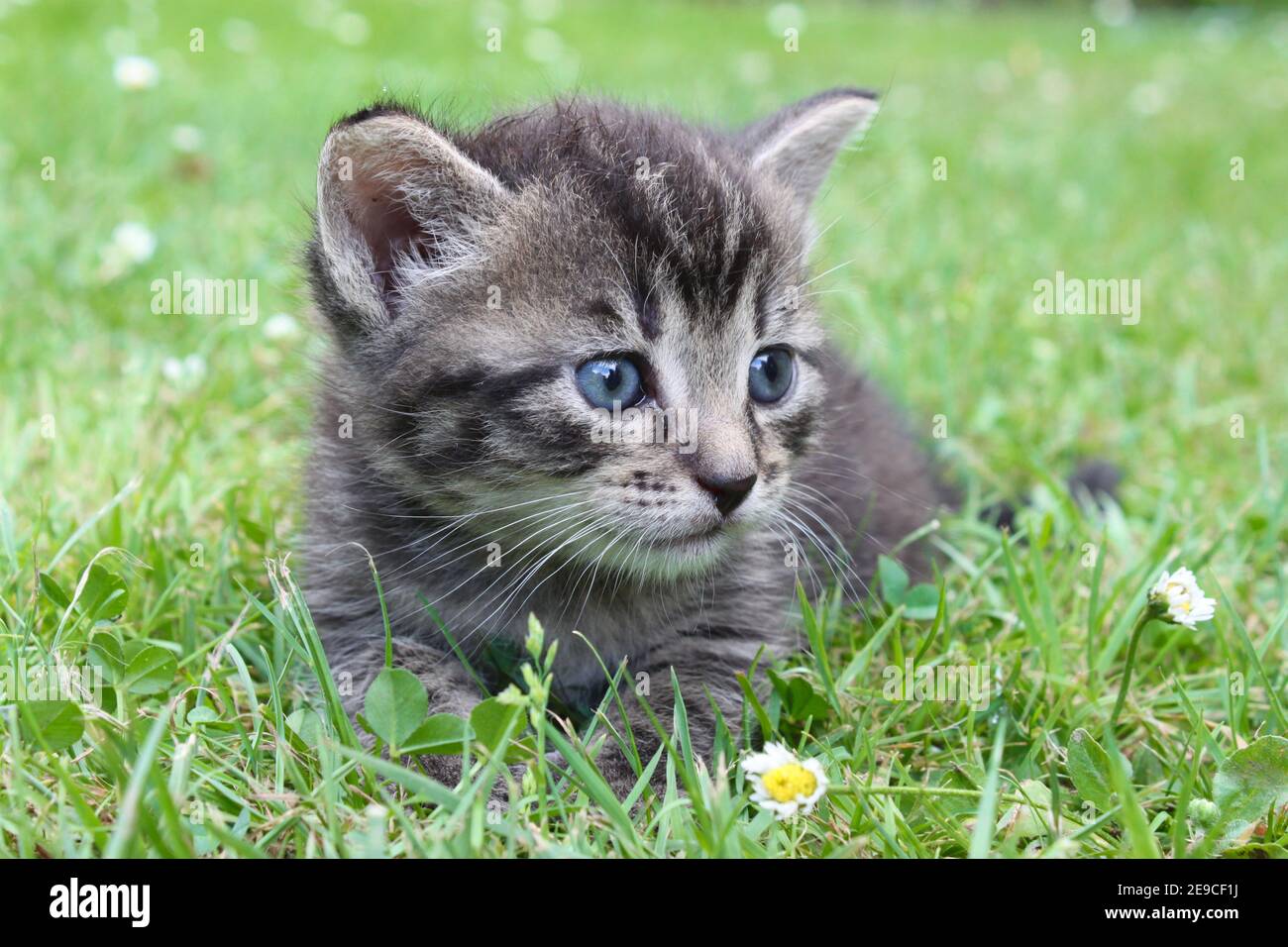 Un adorable chaton regarde le monde extérieur pour la première fois et est couché dans l'herbe. Banque D'Images