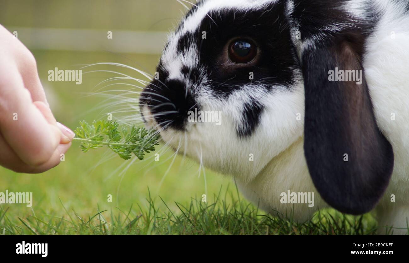 Nourrissant main lapin avec des herbes, nain lapin bélier manger d'une main - confiance bâtiment Banque D'Images