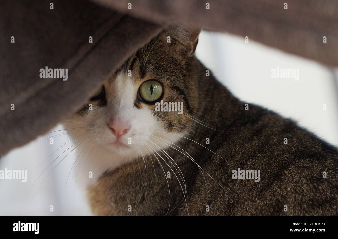 chat timide se cachant et regardant dans l'appareil photo avec peur grand yeux Banque D'Images