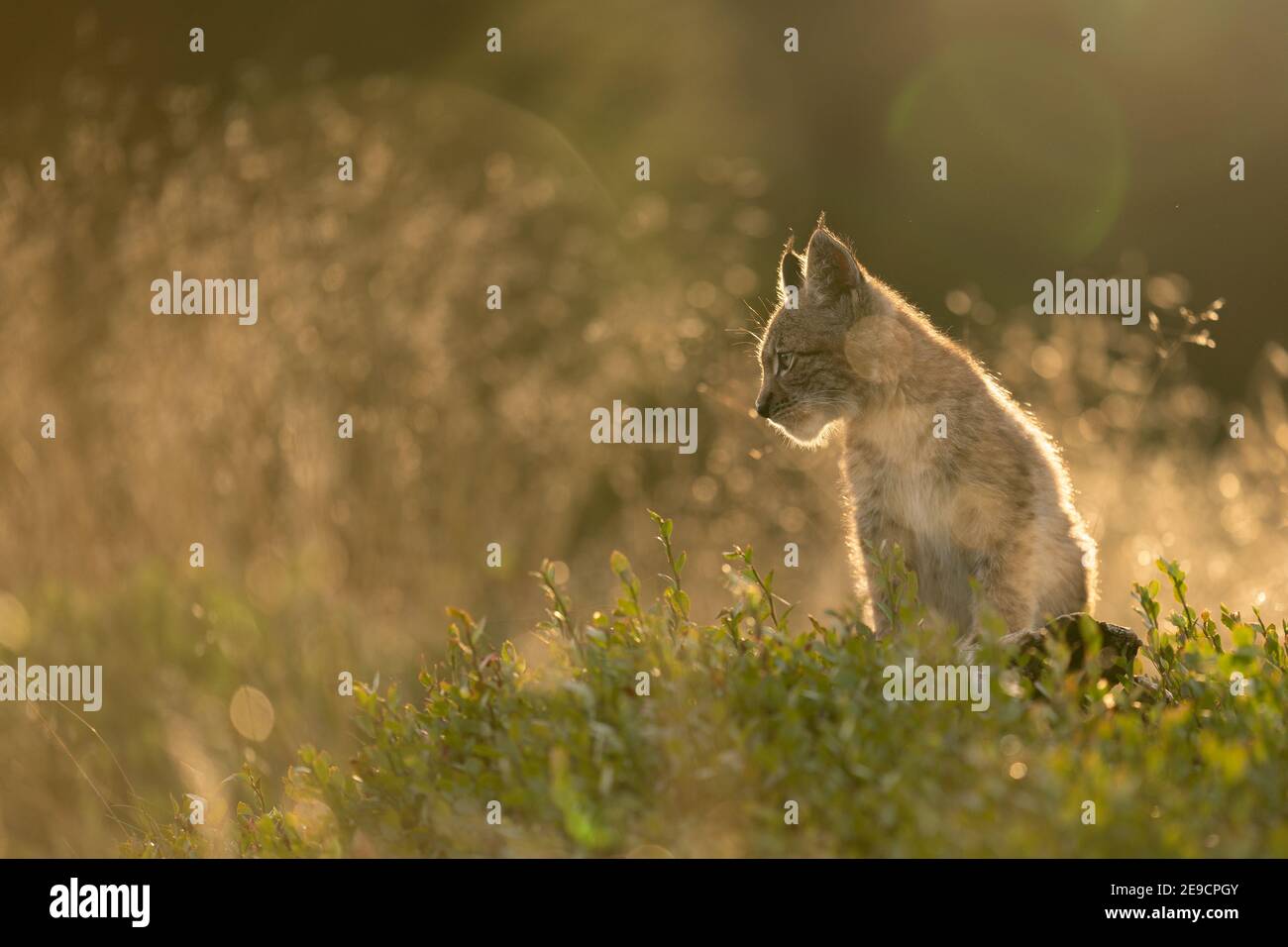 Lynx cub assis du côté profil dans une grande herbe dans la lumière dorée du coucher de soleil. Banque D'Images