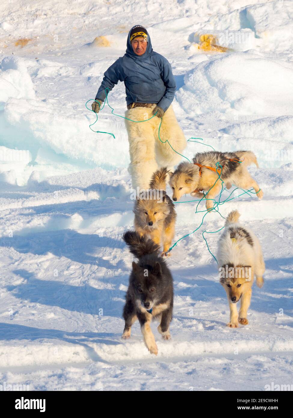 Exploitation des chiens de traîneau. Le chasseur porte des pantalons traditionnels et des bottes en fourrure d'ours polaire. Les Inuits groenlandais traditionnels et éloignés Banque D'Images