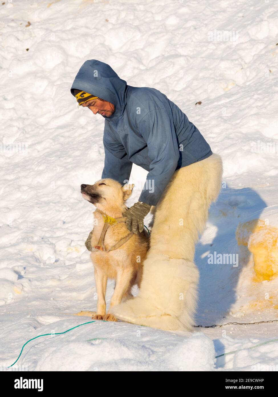 Exploitation des chiens de traîneau. Le chasseur porte des pantalons traditionnels et des bottes en fourrure d'ours polaire. Les Inuits groenlandais traditionnels et éloignés Banque D'Images