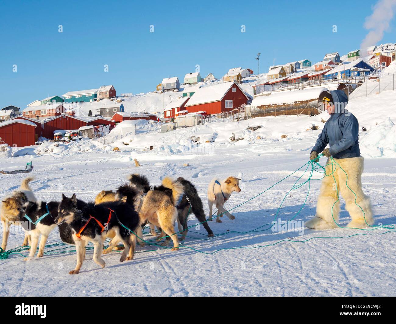 Exploitation des chiens de traîneau. Le chasseur porte des pantalons traditionnels et des bottes en fourrure d'ours polaire. Les Inuits groenlandais traditionnels et éloignés Banque D'Images