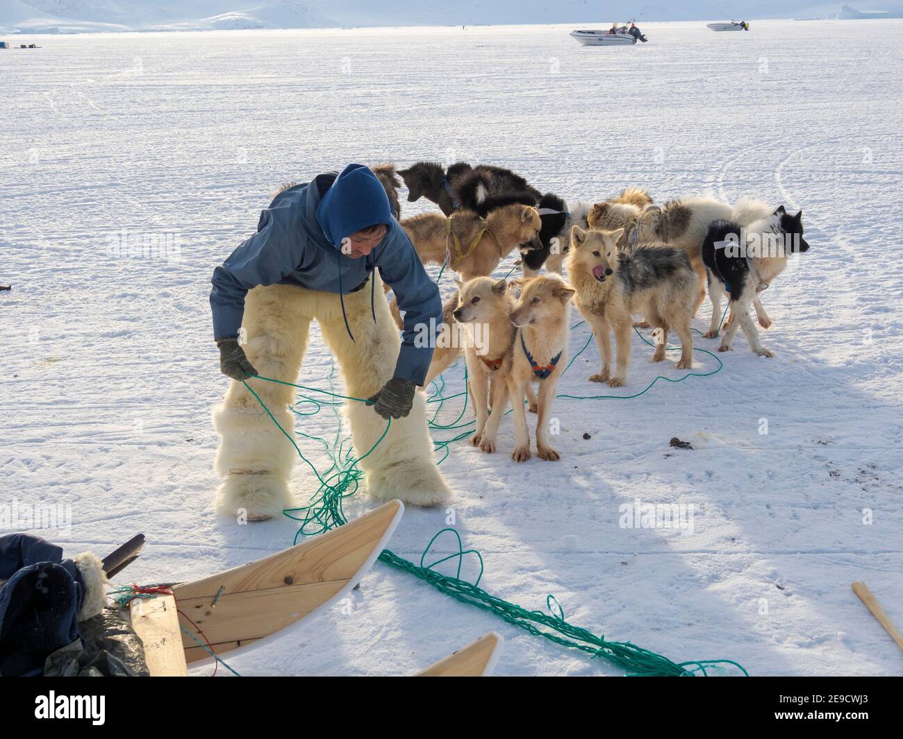 Exploitation des chiens de traîneau. Le chasseur porte des pantalons traditionnels et des bottes en fourrure d'ours polaire. Les Inuits groenlandais traditionnels et éloignés Banque D'Images