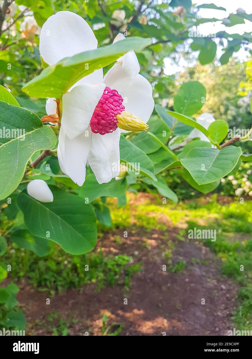 Fleur magnifique magnolia avec fleurs blanches parfumées. Usine de Magnolia sieboldii. Banque D'Images