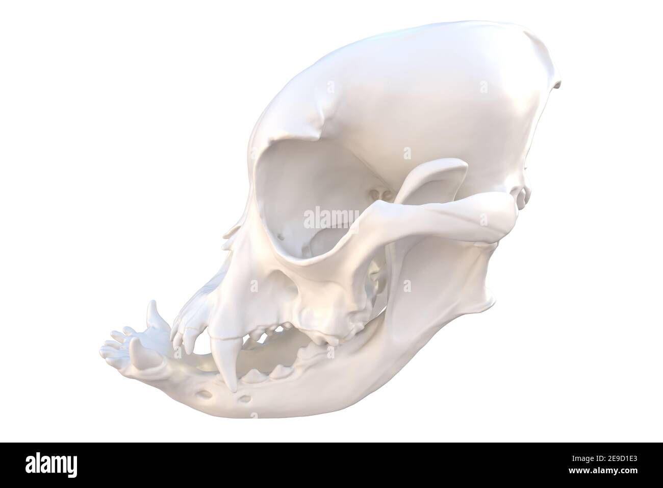 Squelette de crâne de chien canin, chien de taureau français avec des caractéristiques brachycéphaliques, isolé sur blanc, illustration 3d Banque D'Images