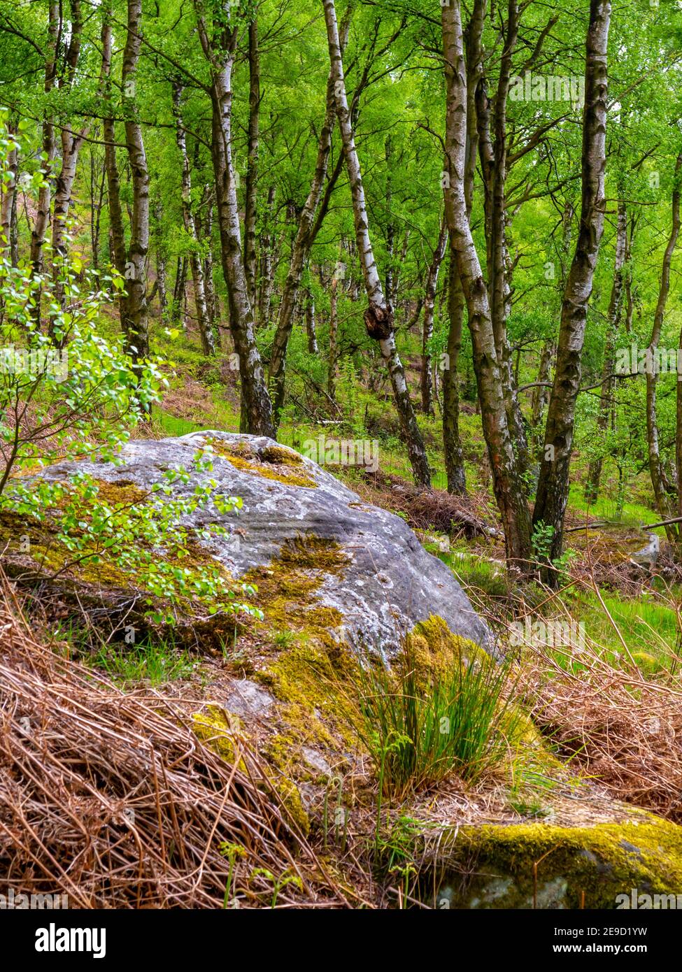 Paysage du début de l'été avec des bouleaux argentés et des rochers à Birchen Edge près de Baslow dans le parc national de Peak District Derbyshire Dales Angleterre Royaume-Uni Banque D'Images