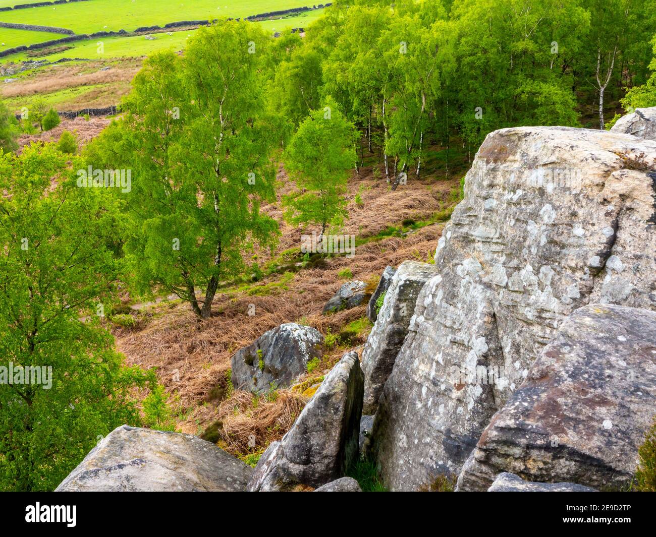 Paysage du début de l'été avec des rochers et des bouleaux argentés à Birchen Edge près de Baslow dans le parc national de Peak District Derbyshire Dales Angleterre Royaume-Uni Banque D'Images