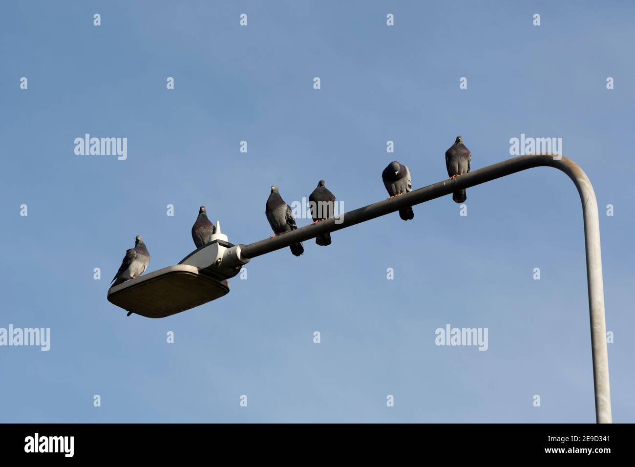 Six pigeons sauvages perchés à la lumière de la rue, Warwickshire, Angleterre, Royaume-Uni Banque D'Images