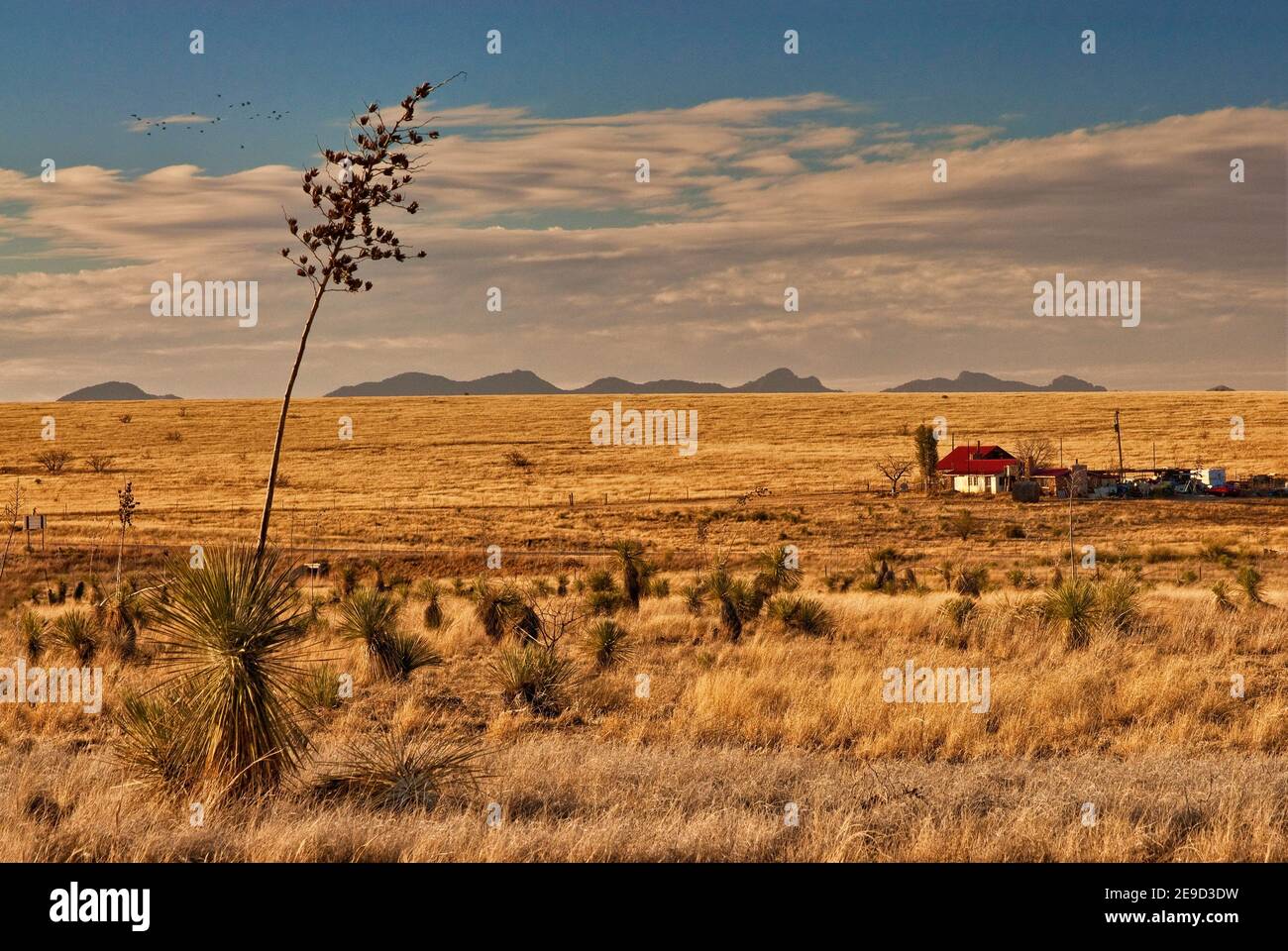 Ranch dans la zone nationale de conservation de Las Cienegas, le désert de Sonoran, les montagnes Whetstone à distance, Upper Elgin Road près d'Elgin, Arizona, Etats-Unis Banque D'Images