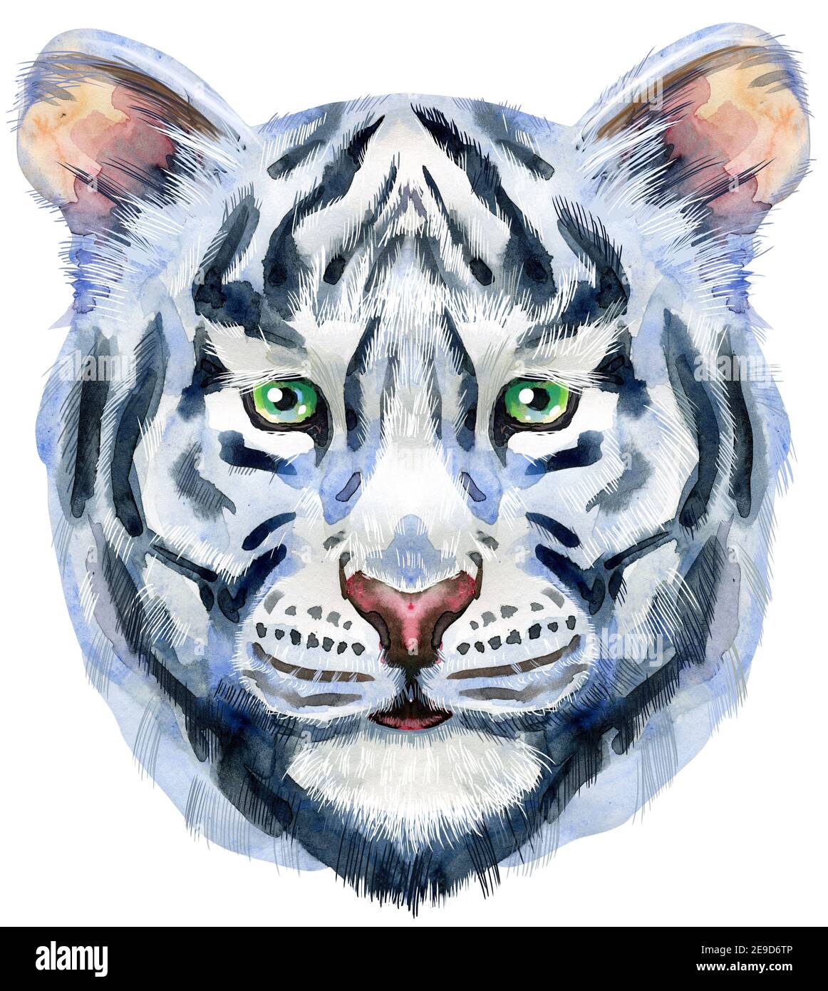 Illustration aquarelle d'un petit tigre blanc Banque D'Images