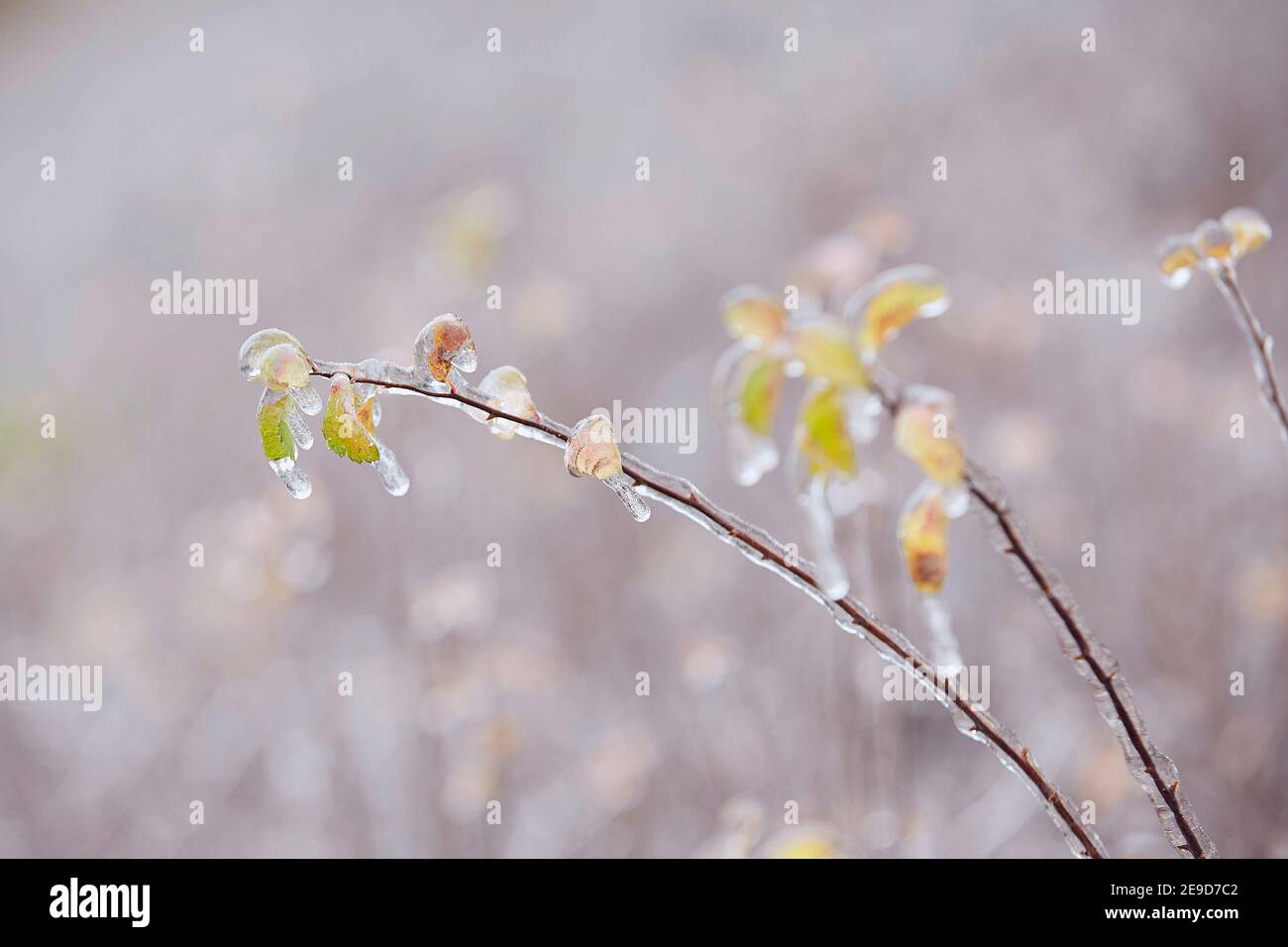Gros plan des plantes congelées couvert de glace après la pluie pendant la journée d'hiver. Banque D'Images