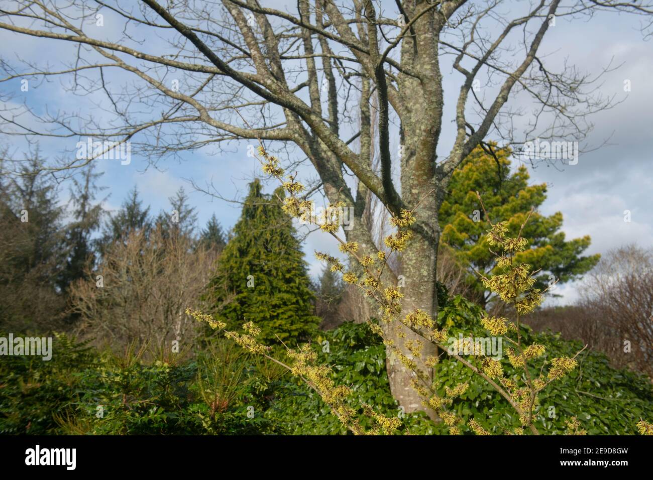 Fleurs d'hiver jaunes sur un arbuste de Hazel de sorcière (Hamamelis x intermedia 'pallida') croissant dans un jardin de Cottage de campagne dans le Devon rural, Angleterre, Royaume-Uni Banque D'Images