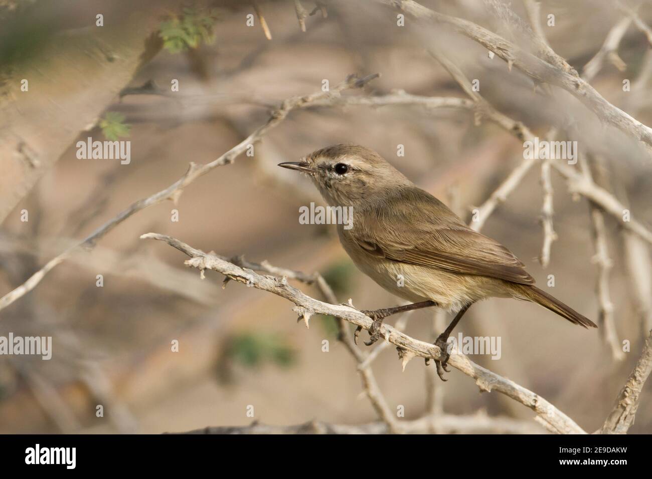 Paruline de saule ordinaire, Paruline à feuilles lisses (Phylloscopus negectus), perçant sur une branche épineuse, vue latérale, Oman Banque D'Images